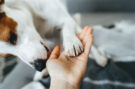 Common Dog Behaviors And What They Mean Daily Paws