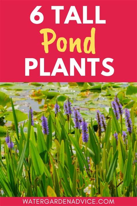 6 Tall Pond Plants Water Garden Advice