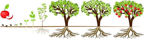 Life Cycle Of Apple Tree Stages Of Growth From Seed And Sprout To