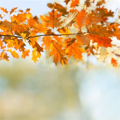 Autumn Background With Oak Leaves Colorful Foliage Autumnal Park