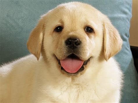 Cute Lab Puppies Wallpaper Wallpapersafari