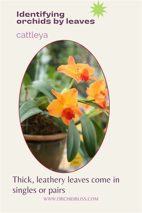 How To Identify Orchids The Comprehensive Guide Orchid Bliss