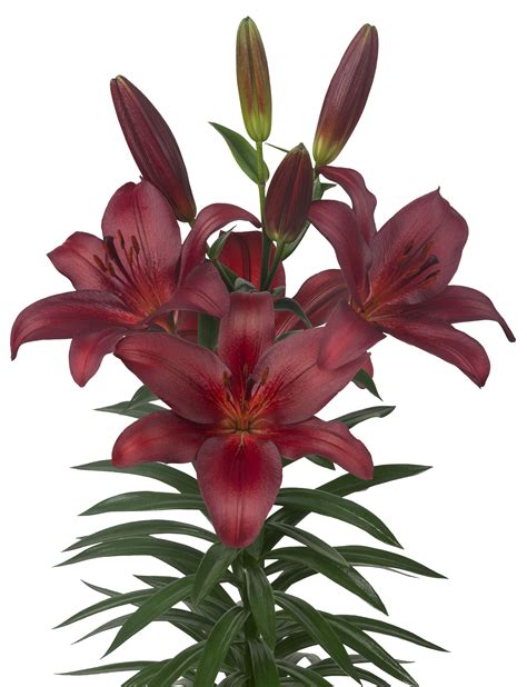 Lily Ta Bataleon Red Lily Lily Big Plants