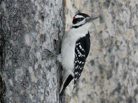 Indiana Woodpeckers Pictures And Information