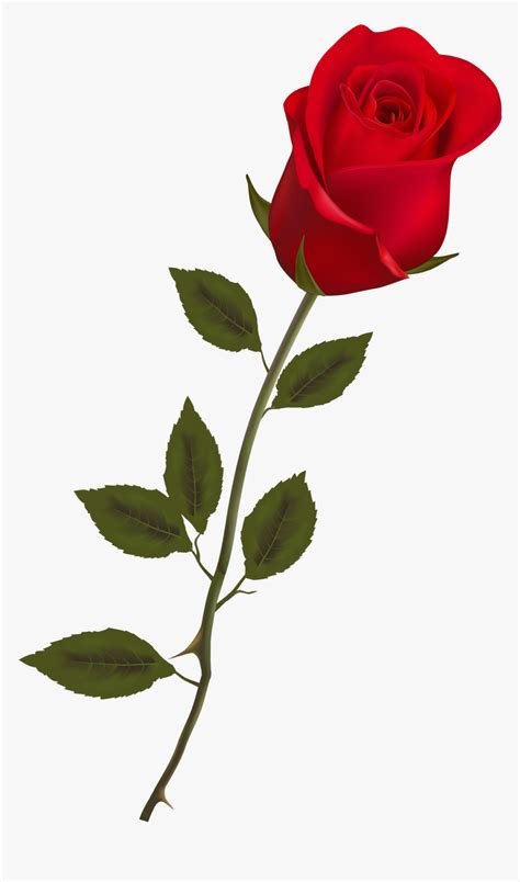 Single Long Stem Red Rose Hd Png Download Transparent Png Image