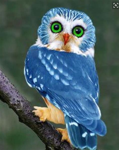 This Is Not A Real Blue Owl In Fact Its A Northern Saw Whet Owl