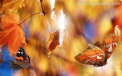 Najljepše Slike Jeseni čarolija Jeseni U Prirodi Zajebanko
