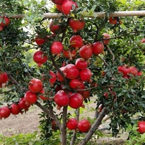 Pomegranate Plant At Rs 36 Number Dalamb Plants Dalim Plants