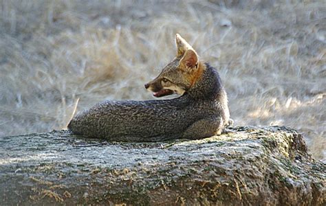 Male Gray Fox Pentax User Photo Gallery