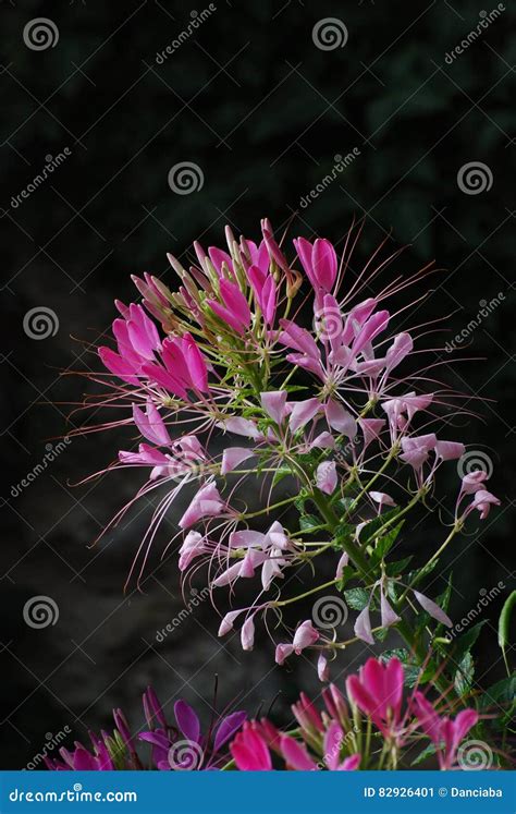 Beautiful Fucsia Flower In A Garden Lienz Stock Image Image Of