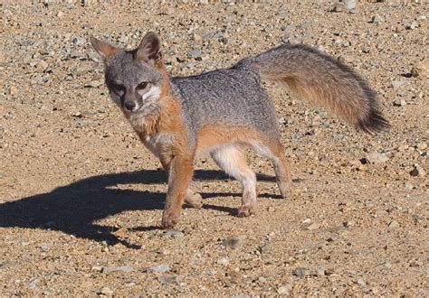 Catalina Island Fox Makes Impressive Comeback The Log