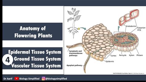 Ncert 11 Anatomy Of Flowering Plants Tissue Systems Biology
