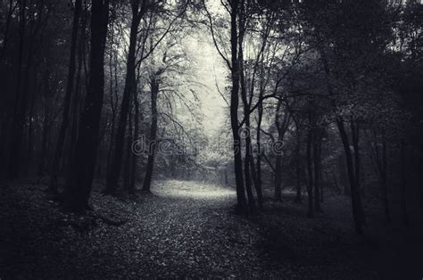 Dark Haunted Woods Stock Image Image Of Leaves Nature 47197449