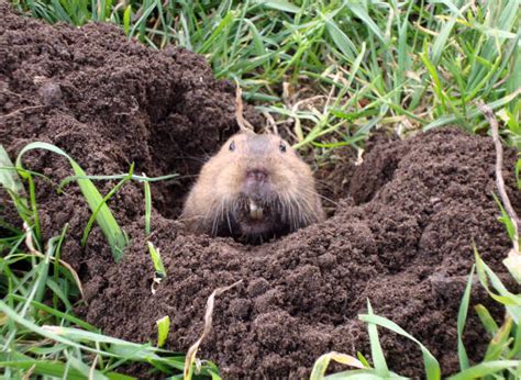 Best Groundhog Hole Stock Photos Pictures And Royalty Free Images Istock