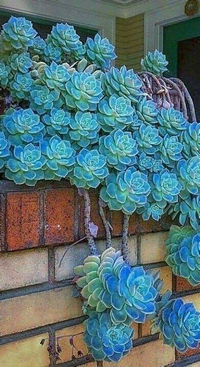 20 Cacti And Succulents That Hang Or Trail With Pictures Flowersandflowerthings Planting