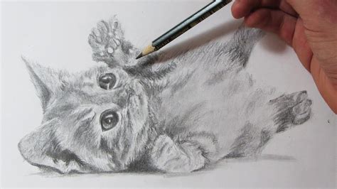 Cómo Dibujar Un Gato Realista How To Draw A Cat Youtube