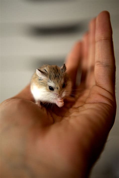 A Very Cute Roborovski Dwarf Hamster Praying Ok Hes Eatin Flickr