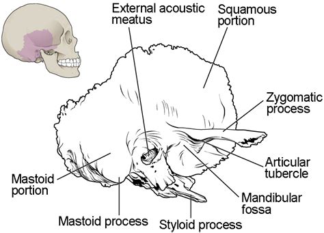 The Skull Anatomy And Physiology I Course Hero