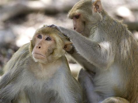 What Monkeys Can Teach Us About Humans NPR