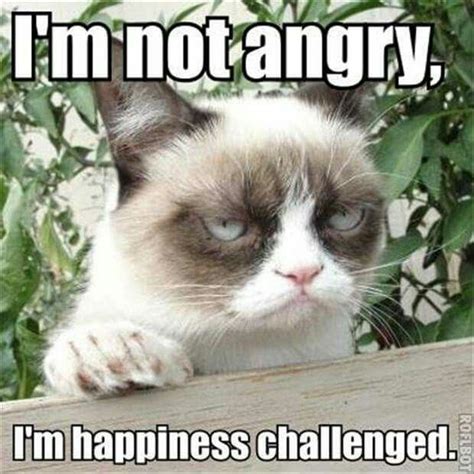 Pin By George Savva On Grumpy Cat Grumpy Cat Meme Funny Grumpy Cat Memes Grumpy Cat