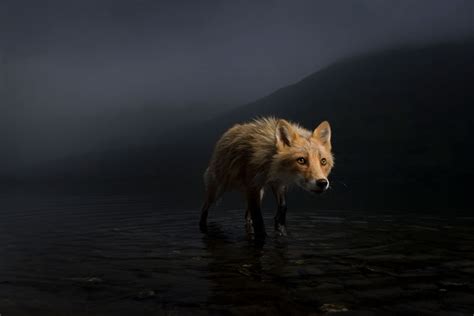 The Best 16 Photos Of The Wildlife Photographer Of The Year 2021 Votreart