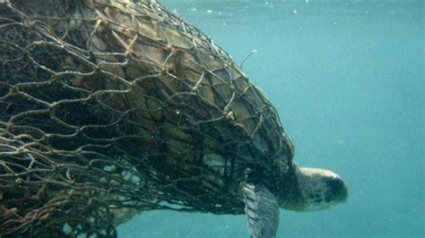 Lit Fishnets Can Reduce Chances Of Turtle Dolphins Whales Getting