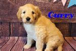 Find the latest listing of curly coated retriever dogs for adoption. Curly Coated Retriever Puppies for Sale from Reputable Dog ...