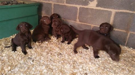 Join us for their morning feeding and play time! Labrador Retriever puppy dog for sale in Stanley, Virginia