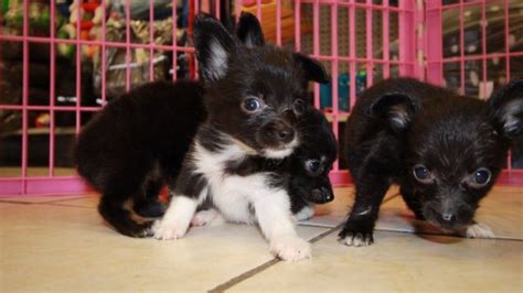 Browse our puppies and kittens for sale. Chion Puppies For Sale, Georgia Local Breeders, Near ...