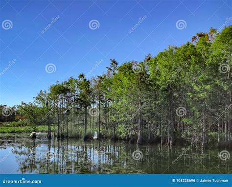 Flying White Swamp Birds Stock Photo Image Of Algae 108228696