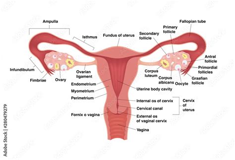 Female Reproductive System Front View Labeled My Xxx Hot Girl