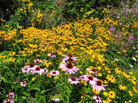 Design Ideas For Your Wildflower Garden