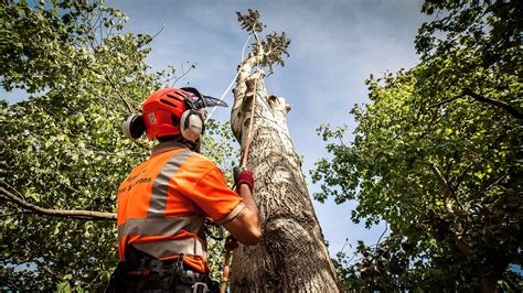 Tree Surgeons Palm Beach County Tree Trimming And Tree Removal Services