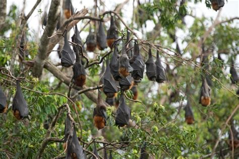 Three Tragic Reasons These Flying Foxes Dropped Dead From The Trees