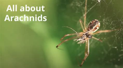What Is An Arachnid Moomoomath And Science