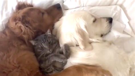 Watch This Adorable Cuddle Session Between 2 Dogs And A Cat
