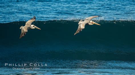 California Pelican Flying On A Wave Pelecanus Occidentalis 30258