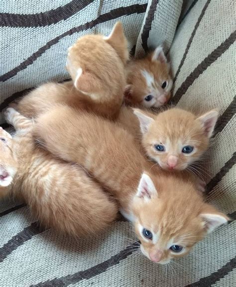 Kittens Kittens Cutest Cute Animals Orange Cats