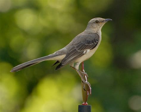 Northern Mockingbird Celebrate Urban Birds