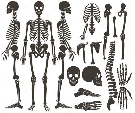 Human Bones Skeleton Dark Black Silhouette Collection High Detailed Vector Set Of Bones
