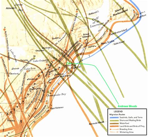 Andrews Woods Bird Migration