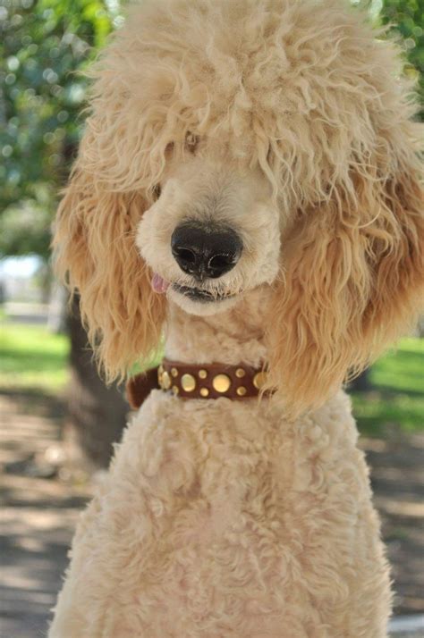 80 Best Of Poodle Mix Haircut Styles Best Haircut Ideas