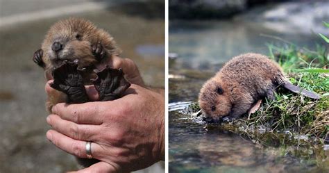 10 Adorable Baby Beavers To Celebrate International Beaver Day Bored