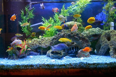 Myths About Keeping An Aquarium At Home