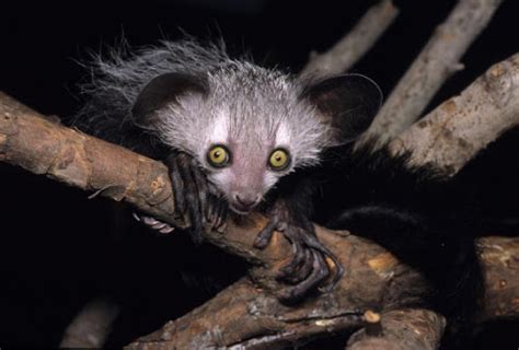 Aye Aye National Geographic Unique And Weird Animal Fun Facts Funny Animals