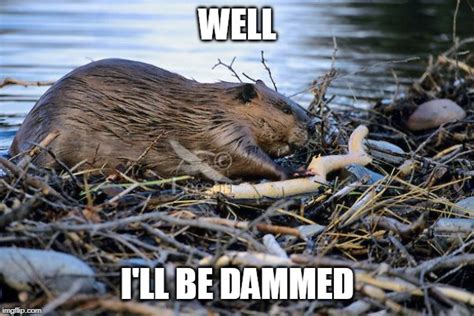 beaver dam memes imgflip