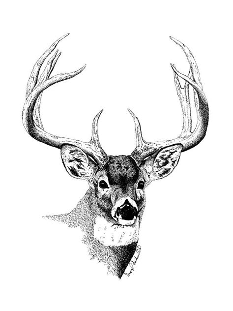 How To Draw A Whitetail Deer
