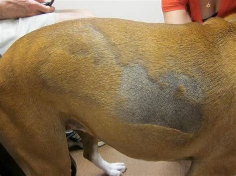 What Can Cause Alopecia In Dogs