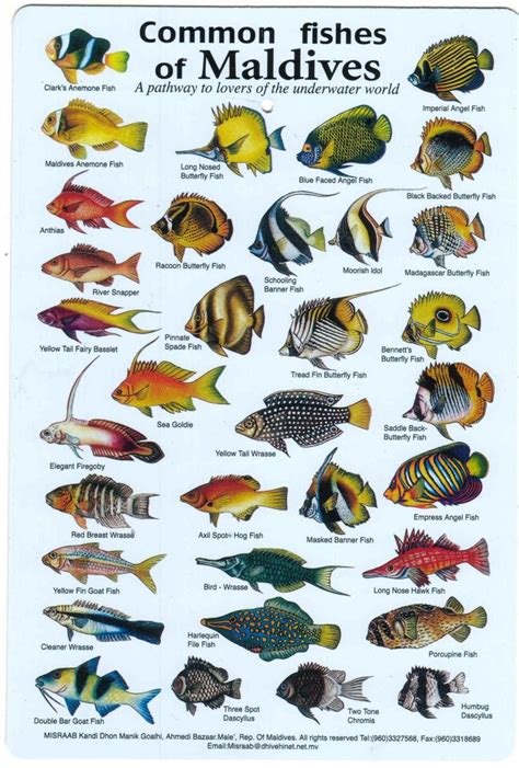 Indian Ocean Fishfishes Maldives Zanzibar Fish Diving Books Fish