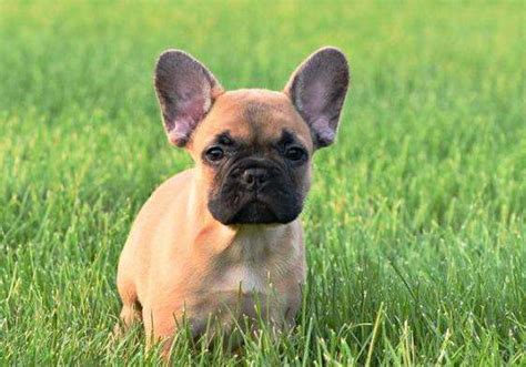 Thank you for your kindess! Adorable French Bulldogs available FOR SALE ADOPTION from ...